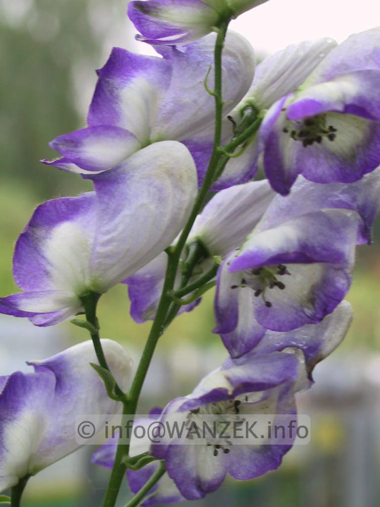 Aconitum napellus Bicolor.jpg
